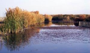Bayinguoleng Bosten Lake Scence